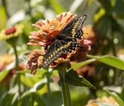 2019 09 15 LongFellowGardens 031